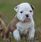 Lindo y saludable cachorros de Bulldog Inglés. (Regalo) - mejor precio | unprecio.es