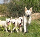 Pastor Blanco Suizo cachorros disponible. - mejor precio | unprecio.es