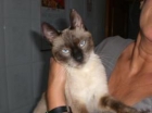 POLA, GATITA SIAMESA ABANDONADA BUSCA HOGAR - mejor precio | unprecio.es