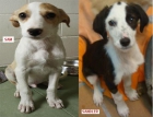 Preciosos perritos en adopcion Madrid - mejor precio | unprecio.es
