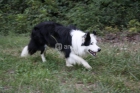 Próxima camada BORDER COLLIE - mejor precio | unprecio.es
