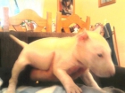 SE VENDE BULL TERRIER CON PEDIGREE - mejor precio | unprecio.es