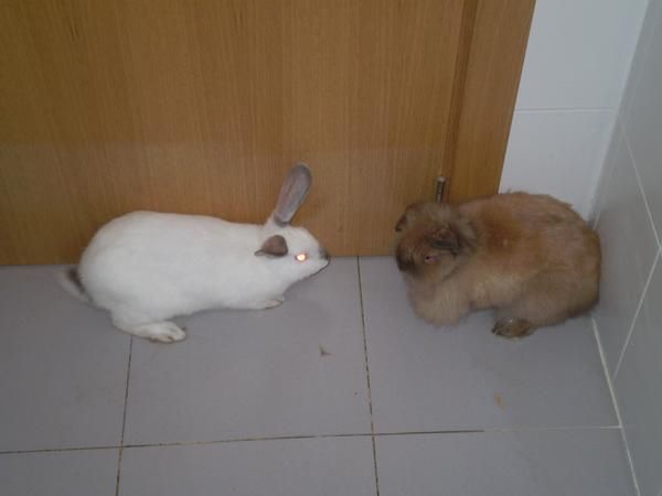 vendo conejo belier y otro blanco
