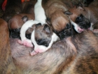Cachorros de Boxer ESPECTACULARES - mejor precio | unprecio.es