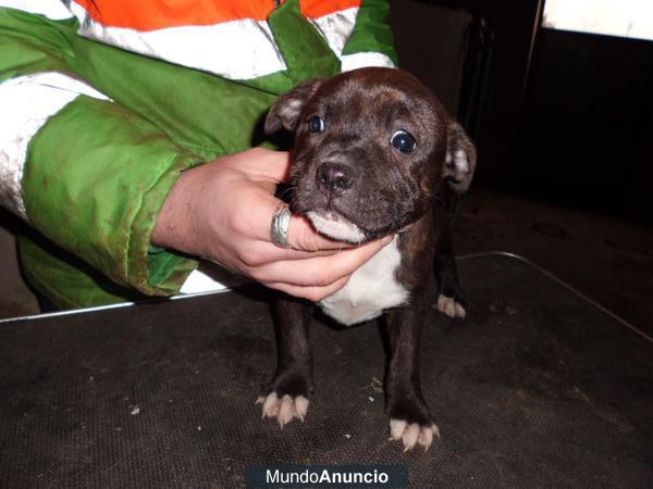 Camada de staffordshire bull terrier