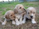 Cocker Spaniel Ingles, excelente morfología, pedigri - mejor precio | unprecio.es