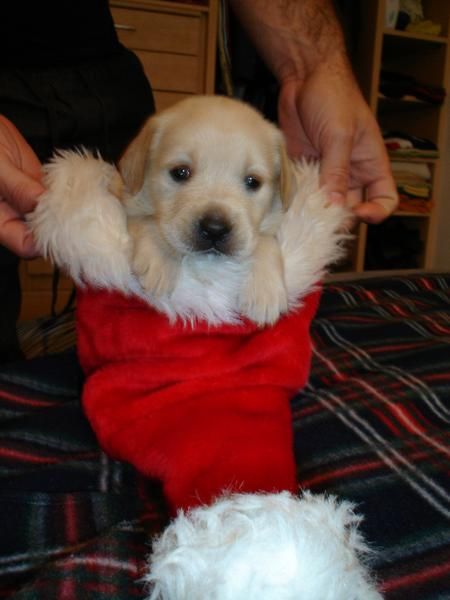 golden retriever camada,250