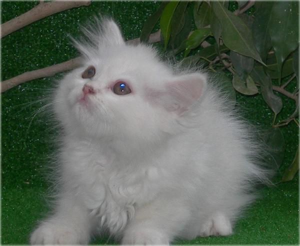 gran oportunidad, preciosa gatita en venta