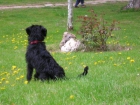 jazz,busca una nueva familia,adopcion - mejor precio | unprecio.es