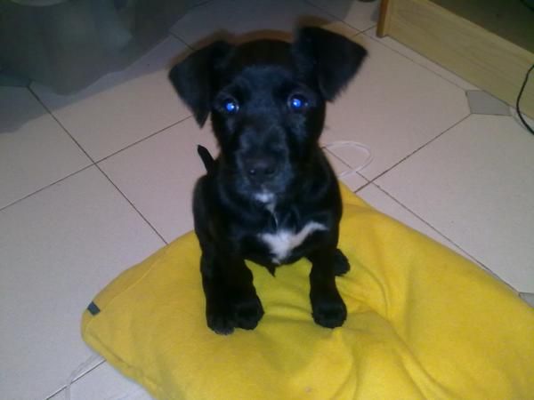 Regalo cachorro mestizo Collado Villalba