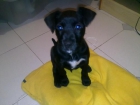 Regalo cachorro mestizo Collado Villalba - mejor precio | unprecio.es