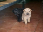 ultimos cachorros shar peis nacido - mejor precio | unprecio.es