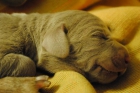 VENDO CACHORROS WEIMARANER CON PEDIGREE - mejor precio | unprecio.es