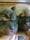 vendo o cambio chow chow por yorki cruce o pido 150e - mejor precio | unprecio.es
