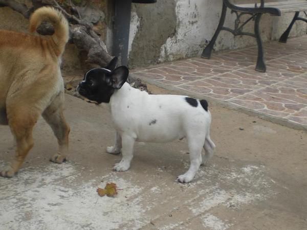 ZARAGOZA,PARTICULAR VENDO CACHORRITO BULLDOG FRANCES MUY BARATO, CON PEDIGRE OFICIAL DE LA RSCE (LOE)