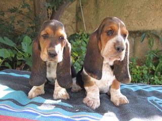 CACHORROS DE BASSET HOUND
