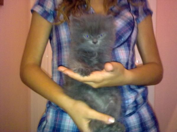 gatito persa europeo