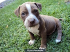 Hermosos Cachorros hijos Pitbull Blue582561ikk - mejor precio | unprecio.es