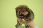 PRECIOSOS CACHORRITOS DE POMERANIA - mejor precio | unprecio.es