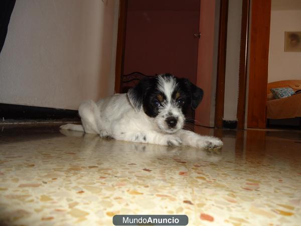 regalo  cachorrita