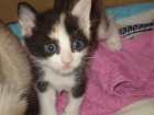 regalo dos gatitas tricolor tienen un mes i medio - mejor precio | unprecio.es