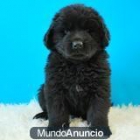 unbonito Bonito Brato 160 euros Camada de Terranova DOCUMENTACION QUE SE ENTREGA CON EL CACHORRO - mejor precio | unprecio.es