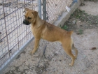 Vendo boxer hembra - mejor precio | unprecio.es