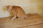 YEN: gato abandonado con una fractura en la Protectora de Málaga - mejor precio | unprecio.es
