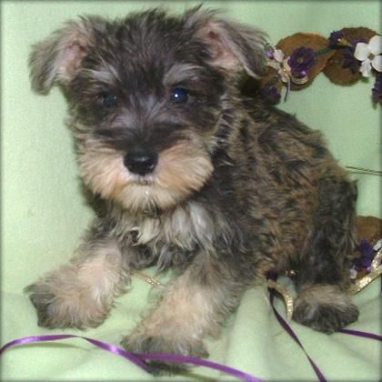 Cachorro schnauzer macho para adopción   120