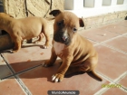 CACHORROS AMERICAN STANFORDSHIRE TERRIER - mejor precio | unprecio.es