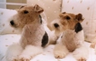 CACHORROS DE FOX TERRIER para casa o exposición - mejor precio | unprecio.es