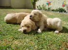 cachorros de labrador en negro y dorados - mejor precio | unprecio.es