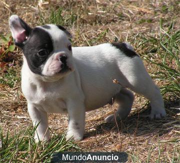 ESPECTACULARES BULLDOG FRANCES