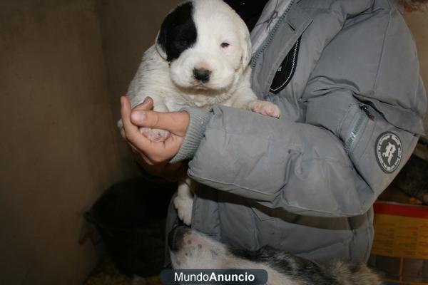 mastin del pirineo