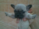 SE VENDEN BULLDOG FRANCES FAWN - mejor precio | unprecio.es