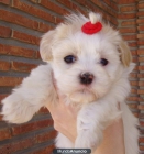 shih tzu Regalados - mejor precio | unprecio.es