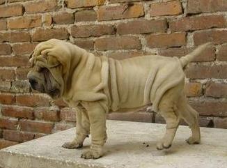 Yorkshire Shar Pei Carlino