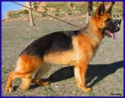 CACHORRA PRIMER NIVEL DE PASTOR ALEMAN. - mejor precio | unprecio.es