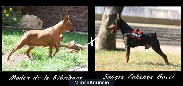 Cachorro de Pinscher Miniatura