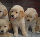 CACHORROS DE GOLDEN RETRIEVER 450 EUROS - mejor precio | unprecio.es