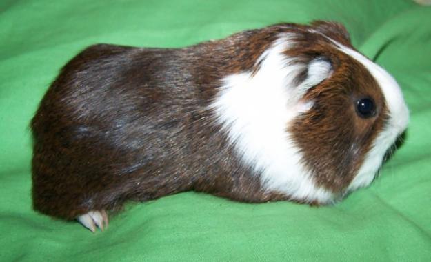 Cría de cobaya, macho Sheltie