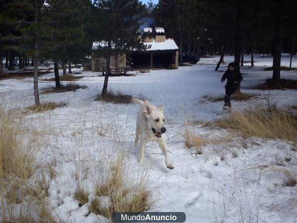 Perro Labrador para monta