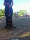 Rottweiler - mejor precio | unprecio.es
