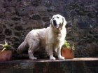 se ofrece golden retriever macho para cruzar - mejor precio | unprecio.es