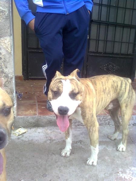 se ofrece precioso amstaff para montas