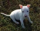 su pequeño cachorro bull terrier chica a ser un nuevo miembro de su familia - mejor precio | unprecio.es