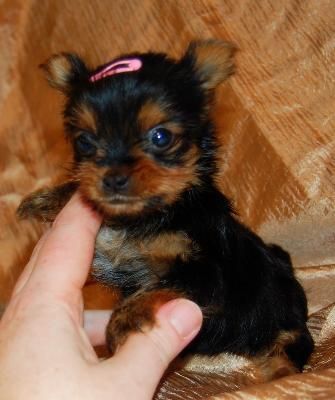 Yorkshire Terrier Cachorritos para tu Hogar 175 euro