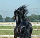 caballo frison de años - mejor precio | unprecio.es