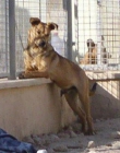 Adopta a Lolo y Sur - mejor precio | unprecio.es