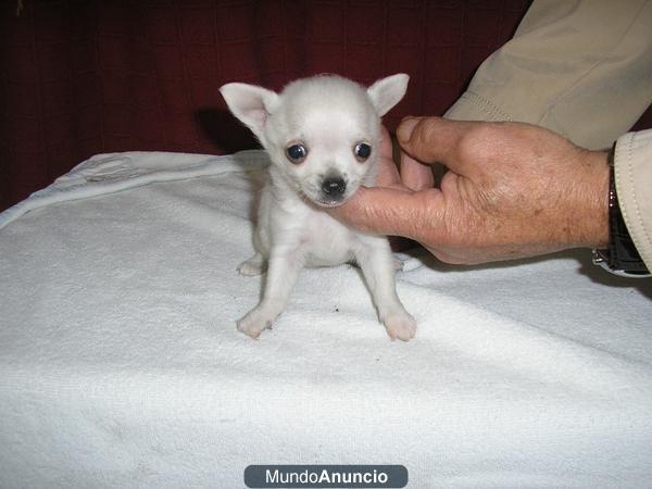 aqui nuevos cachorros de chihuahua en machos y hembras todos son superminiaturas pedegri vacunados pelo corto